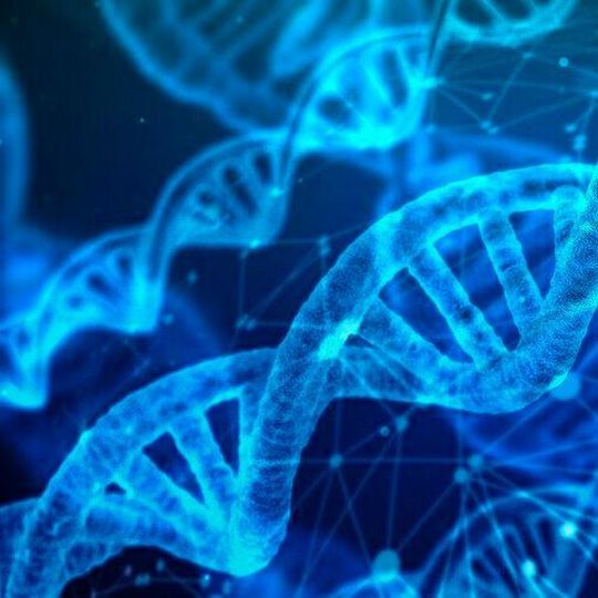 It’s the largest study to date to link disease-causing genes to specific types of immune cells. It’s the largest study to date to link disease-causing genes to specific types of immune cells.