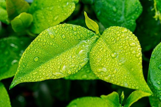 Trichomes play a role for plants to sense rain as a risk factor and activate immune responses. Trichomes play a role for plants to sense rain as a risk factor and activate immune responses.