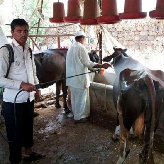 Method of application on external parasite-infected animal. Method of application on external parasite-infected animal.