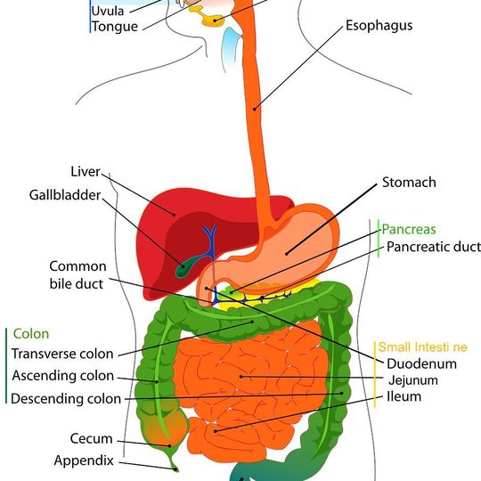 Salk study points toward a potential new therapeutic target for pancreatitis and pancreatic cancer. Salk study points toward a potential new therapeutic target for pancreatitis and pancreatic cancer.