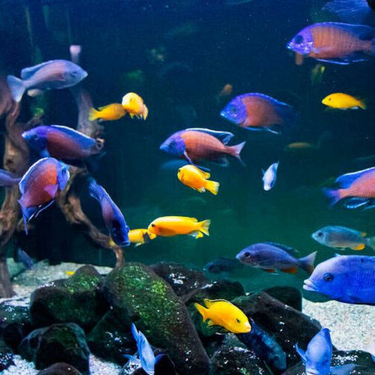 Cichlids and stingrays can perform simple addition and subtraction. Cichlids and stingrays can perform simple addition and subtraction.