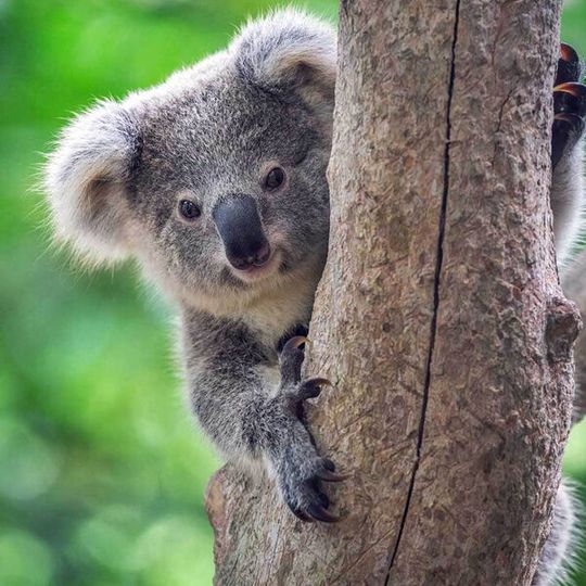 Auch die gefährdeten Koalas stehen im Fokus der Projekte von SAS. Auch die gefährdeten Koalas stehen im Fokus der Projekte von SAS.