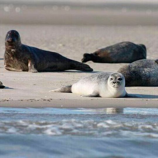 Researchers argue that only vocal learning can explain why harbour seals do not always sound like they look. Researchers argue that only vocal learning can explain why harbour seals do not always sound like they look.