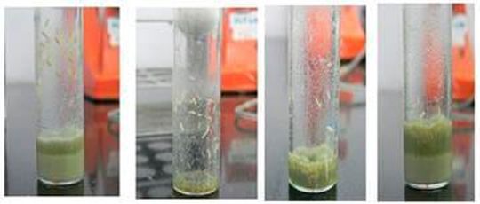 Different combinations of egg number and food amount used in the study populations. The left vial is from uncrowded ancestral control populations. The three vials to its right are from the three different selection regimes used in these studies.