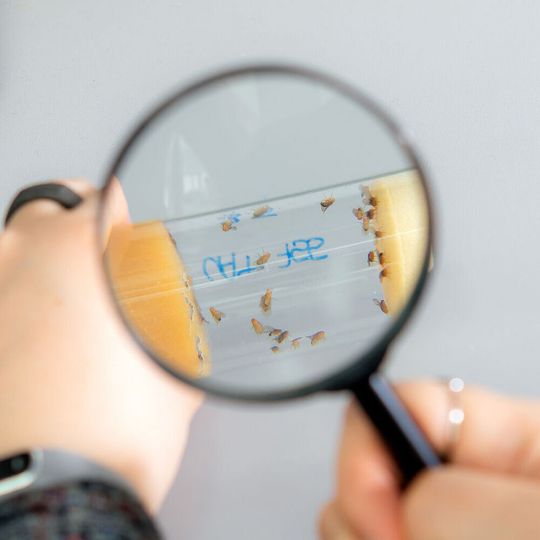 Research on fruit flies helps to better understand diseases of the human nervous system. Research on fruit flies helps to better understand diseases of the human nervous system.