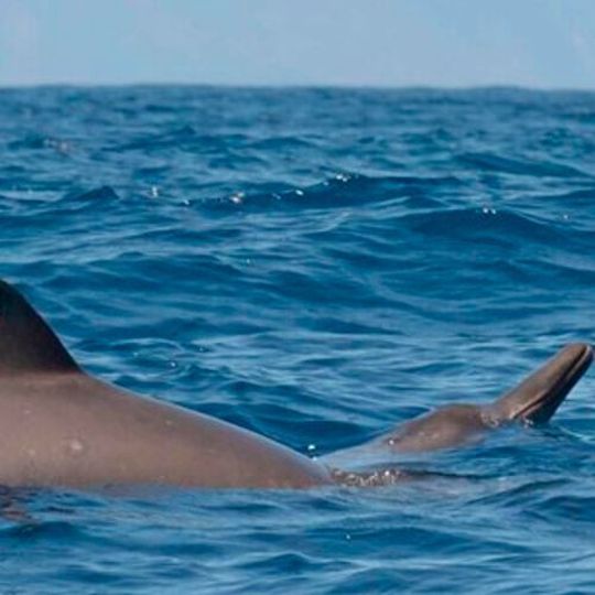 Sowerby’s beaked whale (Mesoplodon bidens) surfacing in the waters off Terceira Island, Azores. The species’ characteristically long beak protrudes from the water during surfacing. Sowerby’s beaked whale (Mesoplodon bidens) surfacing in the waters off Terceira Island, Azores. The species’ characteristically long beak protrudes from the water during surfacing.