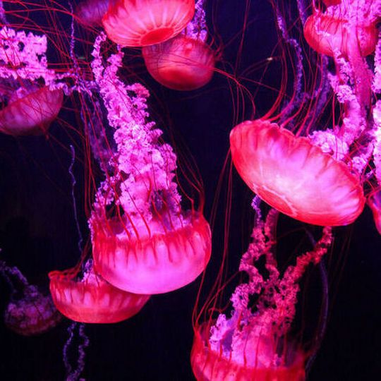 Understanding how specialized cell types, such as stinging cells, come to be is one of the key challenges in evolutionary biology. Understanding how specialized cell types, such as stinging cells, come to be is one of the key challenges in evolutionary biology.