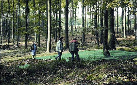 1 Ernte von Bucheckern mithilfe von ausgelegten Netzen in einem zugelassenen Bestand. Bild: Nordwestdeutsche Forstliche Versuchsanstalt 1 Ernte von Bucheckern mithilfe von ausgelegten Netzen in einem zugelassenen Bestand. Bild: Nordwestdeutsche Forstliche Versuchsanstalt
