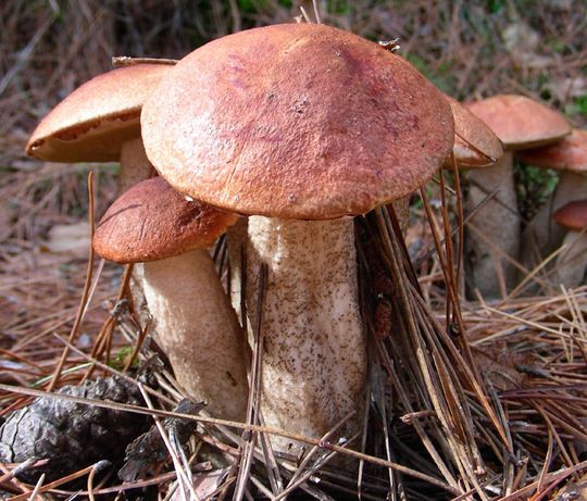 Rotkappen (Leccinium spec.) sind für ihre intensiv gefärbten Fruchtkörper bekannt. Dirk Hoffmeister, Professor für Pharmazeutische Biologie, widmet sich in Jena der Biosynthese dieser Pigmente. Rotkappen (Leccinium spec.) sind für ihre intensiv gefärbten Fruchtkörper bekannt. Dirk Hoffmeister, Professor für Pharmazeutische Biologie, widmet sich in Jena der Biosynthese dieser Pigmente.