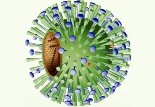 Ein neuer Real-Time-PCR basierter Test erlaubt den gezielten Nachweis des neuen Influenza-Virus A(H1N1). Ein neuer Real-Time-PCR basierter Test erlaubt den gezielten Nachweis des neuen Influenza-Virus A(H1N1).
