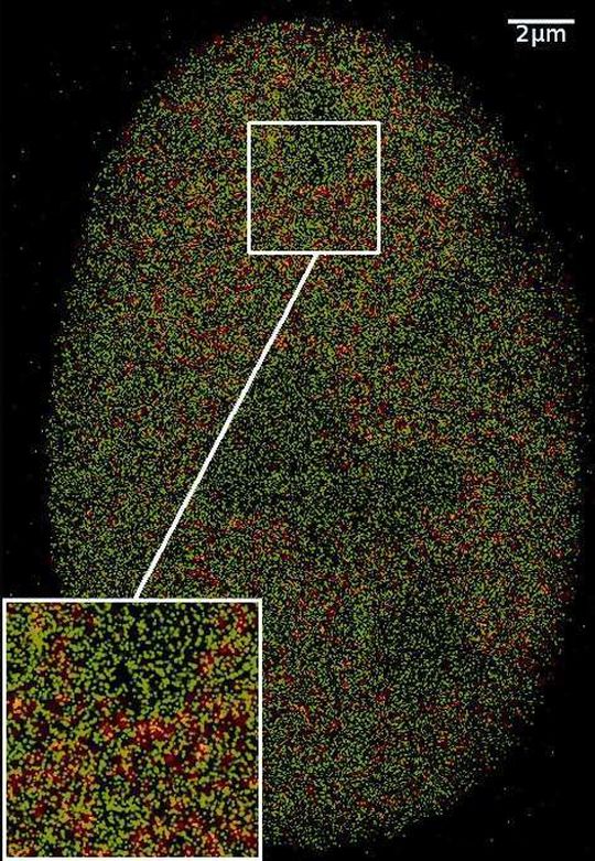 1 PDM/SALM-Aufnahme der Zelle: Im Unterschied zum konventionellen fluoreszenzmikroskopischen Bild (Abbildung 3) sind bei der neuen Co-Lokalisationsmikroskopie 2CLM Histonmoleküle (rot) und Chromatinremodellierungsproteine (grün) einzeln klar voneinander unterscheidbar. (Bilder: Institut für Pharmazie und Molekulare Biotechnologie, Universität Heidelberg; Einzelheiten s. Gunkel et al. Biotechnology, 2009) 1 PDM/SALM-Aufnahme der Zelle: Im Unterschied zum konventionellen fluoreszenzmikroskopischen Bild (Abbildung 3) sind bei der neuen Co-Lokalisationsmikroskopie 2CLM Histonmoleküle (rot) und Chromatinremodellierungsproteine (grün) einzeln klar voneinander unterscheidbar. (Bilder: Institut für Pharmazie und Molekulare Biotechnologie, Universität Heidelberg; Einzelheiten s. Gunkel et al. Biotechnology, 2009)