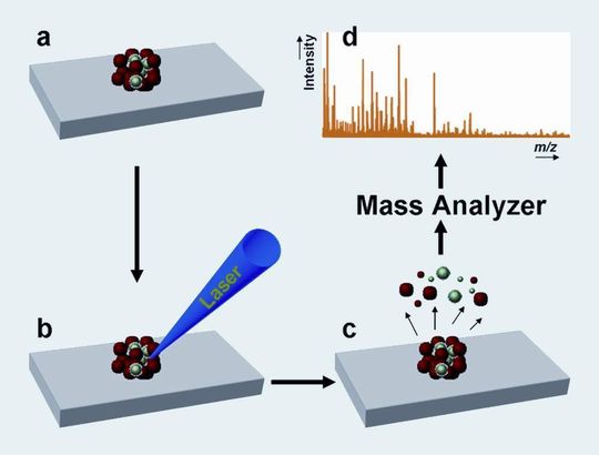 1 Das Funktionsprinzip der MALDI-MS-Methode. (Bilder: Max-Planck-Institut für chemische Ökologie) 1 Das Funktionsprinzip der MALDI-MS-Methode. (Bilder: Max-Planck-Institut für chemische Ökologie)