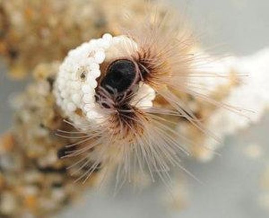 Der Röhrenwurm liefert Wissenschaftlern der Universität Utah einen Klebstoff, der bei Knochenbrüchen in der Notfallmedizin eingesetzt werden kann. Bild: Fred Hayes/University of Utah Der Röhrenwurm liefert Wissenschaftlern der Universität Utah einen Klebstoff, der bei Knochenbrüchen in der Notfallmedizin eingesetzt werden kann. Bild: Fred Hayes/University of Utah