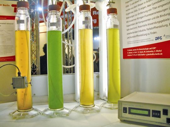 Abb. 1: Sterile Kultivierung von unterschiedlichen Mikroalgen-Stämmen im Labormaßstab. Abb. 1: Sterile Kultivierung von unterschiedlichen Mikroalgen-Stämmen im Labormaßstab.