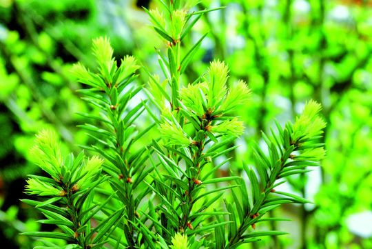 1 Natürliche Taxol-Quelle: Eiben wie Taxus baccata. 1 Natürliche Taxol-Quelle: Eiben wie Taxus baccata.