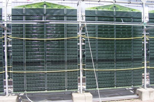Diese Flachplatten-Reaktoren von Subitec kommen in der Versuchsanlage zum Einsatz. Die senkrecht hängenden Kunststoffbehälter mit werden Nährlösung und Algen gefüllt. (Bild: Archiv Subitec)