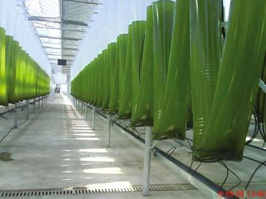 Algen wie in dieser Bioreaktoranlage sollen das Rauchgas des Heizkraftwerks Bremen verwerten. (Bild: Phytolutions)