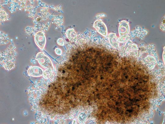 Neuer Rieselfilmreaktor arbeitet mit biotechnologischem Produkt reacre. (Bild: inocre Umwelttechnik)
