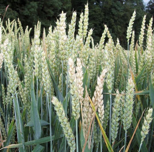 Getreide, insbesondere Weizen und Mais sowie daraus hergestellte Produkte sind sehr häufig mit Mykotoxinen belastet. (Bilder: JKI) Getreide, insbesondere Weizen und Mais sowie daraus hergestellte Produkte sind sehr häufig mit Mykotoxinen belastet. (Bilder: JKI)