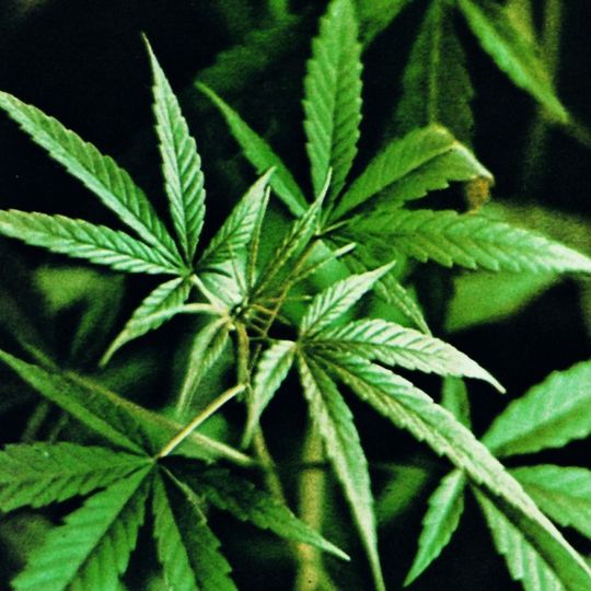 Die Cannabis-Pflanze kann bis zu 25 Prozent Tetrahydrocannabinol (THC) enthalten. Die Cannabis-Pflanze kann bis zu 25 Prozent Tetrahydrocannabinol (THC) enthalten.