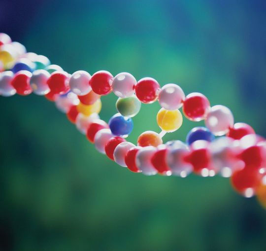 Beim Gendoping werden einzelne Gene in bestimmte Körperzellen eingebracht und produzieren dort leistungssteigernde Stoffe wie beispielsweise Erythropoetin (EPO). Beim Gendoping werden einzelne Gene in bestimmte Körperzellen eingebracht und produzieren dort leistungssteigernde Stoffe wie beispielsweise Erythropoetin (EPO).