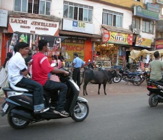 Typische Straßenszenen in Indien: Viele Verkehrsteilnehmer und freilaufende Kühe. (Bild: Anna-Kristina Wassilew/Fraunhofer IFF)