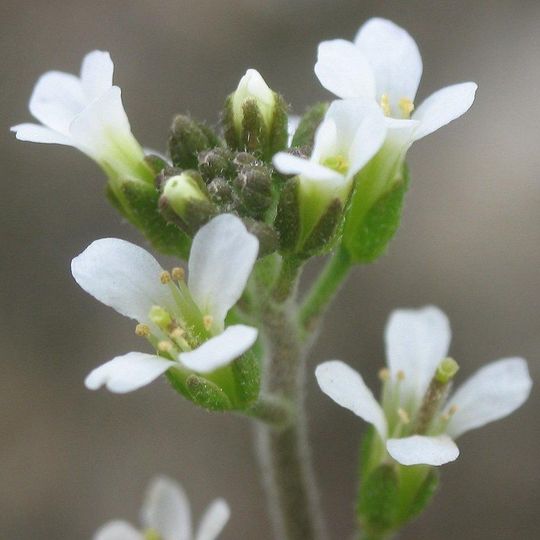 Untersuchungsobjekt der Münchener Forscher: die Ackerschmalwand Arabidopsis thaliana. Untersuchungsobjekt der Münchener Forscher: die Ackerschmalwand Arabidopsis thaliana.