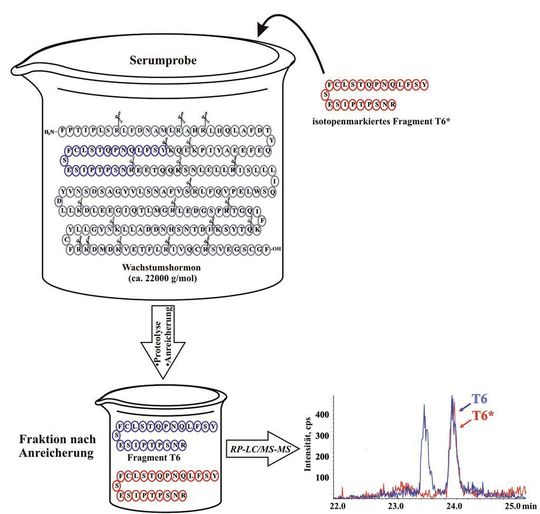 Abb. 1: IDMS-Bestimmung von Wachstumshormon durch Quantifizierung des „Fingerprint-Fragments“ T6 mit RP-LC/MS-MS nach Proteolyse mit Trypsin und Anreicherung des Analyten (schematisch dargestellt). Abb. 1: IDMS-Bestimmung von Wachstumshormon durch Quantifizierung des „Fingerprint-Fragments“ T6 mit RP-LC/MS-MS nach Proteolyse mit Trypsin und Anreicherung des Analyten (schematisch dargestellt).