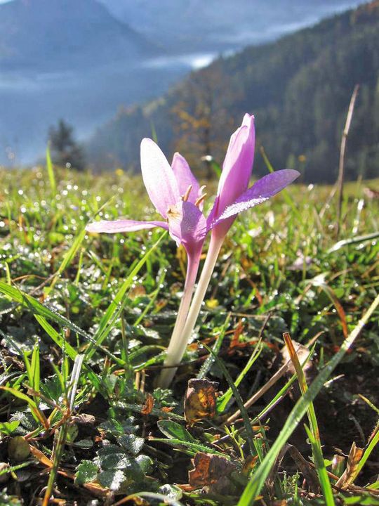 Colchicin ist ein Naturstoff aus dem Samen der Herbstzeitlosen (Ausschnitt). (Bilder: LMU München/Fotolia) Colchicin ist ein Naturstoff aus dem Samen der Herbstzeitlosen (Ausschnitt). (Bilder: LMU München/Fotolia)