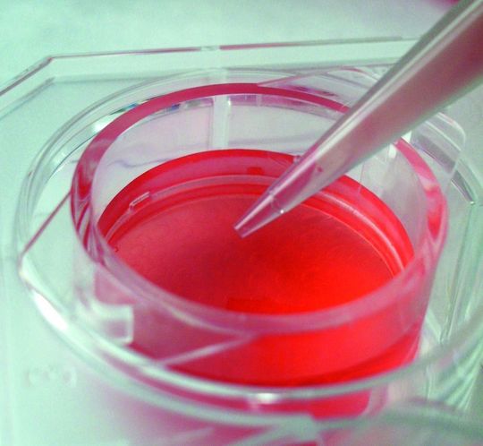 Die neuen Zellkultur-Inserts von Viscofan Bioengineering sind ausschließlich mit einer Kollagenmembran bestückt. Die neuen Zellkultur-Inserts von Viscofan Bioengineering sind ausschließlich mit einer Kollagenmembran bestückt.
