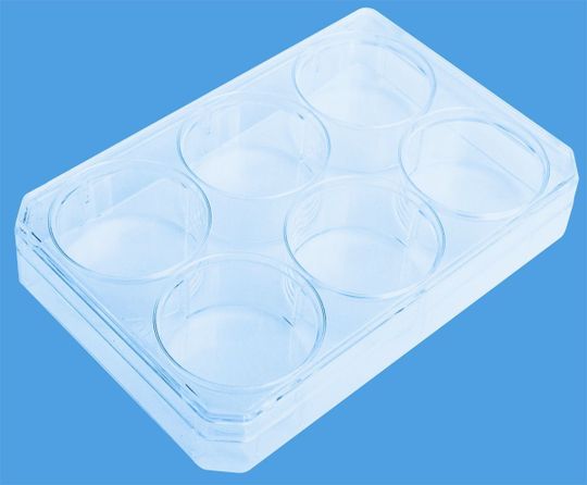 Die neue Thermo Scientific Nuclon Vita Stammzellenkulturoberfläche ermöglicht die direkte Anhaftung, Koloniebildung und das Wachstum von menschlichen embryonlanen Stammzellen. Die neue Thermo Scientific Nuclon Vita Stammzellenkulturoberfläche ermöglicht die direkte Anhaftung, Koloniebildung und das Wachstum von menschlichen embryonlanen Stammzellen.