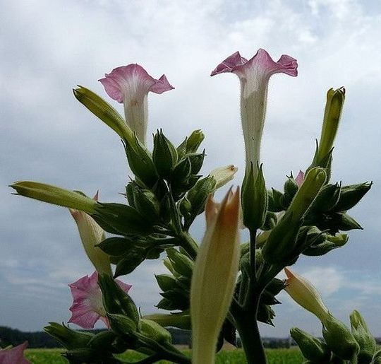 Die 75 verschiedenen Arten von Tabakpflanzen unterscheiden sich nicht nur in Farbe und Form ihrer Blüten sondern auch im Muster der abgegebenen Duftstoffe. Die 75 verschiedenen Arten von Tabakpflanzen unterscheiden sich nicht nur in Farbe und Form ihrer Blüten sondern auch im Muster der abgegebenen Duftstoffe.