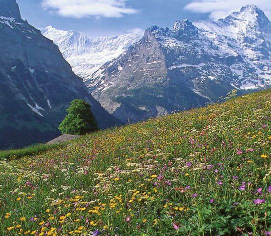 The herbs for Ricola instant teas are grown in the Alpine region of Switzerland, carefully harvested, and then gently processed. (Picture: Ricola) The herbs for Ricola instant teas are grown in the Alpine region of Switzerland, carefully harvested, and then gently processed. (Picture: Ricola)