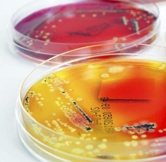 Untersuchung antibakterieller Wirkstoffe für Produkte (Bild: iStockphoto.com/Linde Stewart) Untersuchung antibakterieller Wirkstoffe für Produkte (Bild: iStockphoto.com/Linde Stewart)