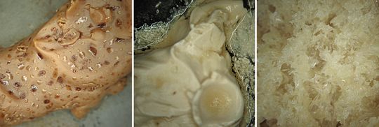 Optische Veränderungen der für Höchstleistungen getesteten Schmiermittel für Miniaturkugellager (von links: Aufschäumung, Wassereinlagerungen, Grundölaustritt). (Bild: GRW) Optische Veränderungen der für Höchstleistungen getesteten Schmiermittel für Miniaturkugellager (von links: Aufschäumung, Wassereinlagerungen, Grundölaustritt). (Bild: GRW)