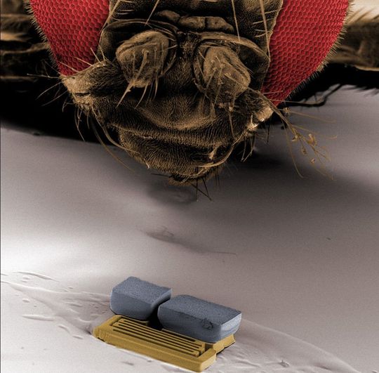 Mit nur einem Drittel Millimeter Größe wirkt der Roboter sogar im Vergleich zu einer Fliege winzig (Foto: Institut für Robotik und Intelligente Systeme, ETH Zürich/SNF) Mit nur einem Drittel Millimeter Größe wirkt der Roboter sogar im Vergleich zu einer Fliege winzig (Foto: Institut für Robotik und Intelligente Systeme, ETH Zürich/SNF)