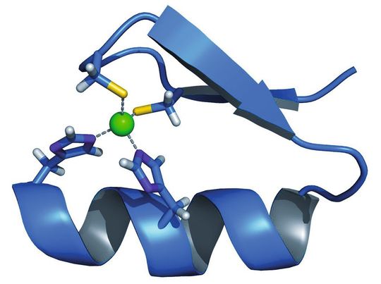 Struktur eines so genannten Zinkfingerproteins – Proteine sind aus Aminosäuren aufgebaute Makromoleküle und Grundbaustein aller tierischen und pflanzlichen Zellen. (Bild: de.academic.ru) Struktur eines so genannten Zinkfingerproteins – Proteine sind aus Aminosäuren aufgebaute Makromoleküle und Grundbaustein aller tierischen und pflanzlichen Zellen. (Bild: de.academic.ru)