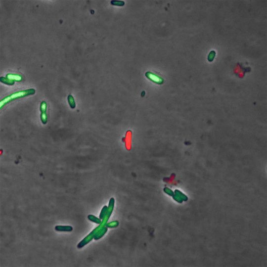 Escherichia coli Zellen kurz nachdem sie dazu gebracht wurden, das pneumococcale Zeta Toxin PezT herzustellen. Die grün fluoreszierenden Zellen sind zwar noch intakt, aber haben schon Schwierigkeiten, den letzten Schritt ihrer Zellteilung durchzuführen (daher auch die langen Zellfilamente). Die rot fluoreszierenden Zellkörper sind hingegen schon geborsten und tot. (Bild: MPI für medizinische Forschung) Escherichia coli Zellen kurz nachdem sie dazu gebracht wurden, das pneumococcale Zeta Toxin PezT herzustellen. Die grün fluoreszierenden Zellen sind zwar noch intakt, aber haben schon Schwierigkeiten, den letzten Schritt ihrer Zellteilung durchzuführen (daher auch die langen Zellfilamente). Die rot fluoreszierenden Zellkörper sind hingegen schon geborsten und tot. (Bild: MPI für medizinische Forschung)