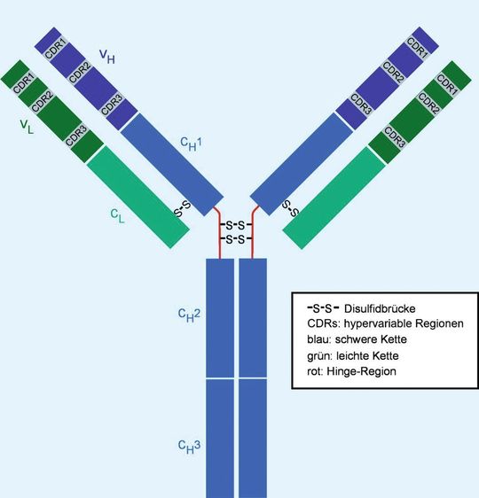 Abb. 1: Schematische Darstellung eines Ig-G-Antikörpers (Quelle: de.academic.ru) Abb. 1: Schematische Darstellung eines Ig-G-Antikörpers (Quelle: de.academic.ru)