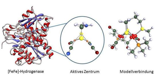 Die Grafik zeigt links das Protein, in der Mitte Details seines aktiven Zentrums und rechts die von Chemikern nachemfpundene Verbindung als Modell. Die Grafik zeigt links das Protein, in der Mitte Details seines aktiven Zentrums und rechts die von Chemikern nachemfpundene Verbindung als Modell.