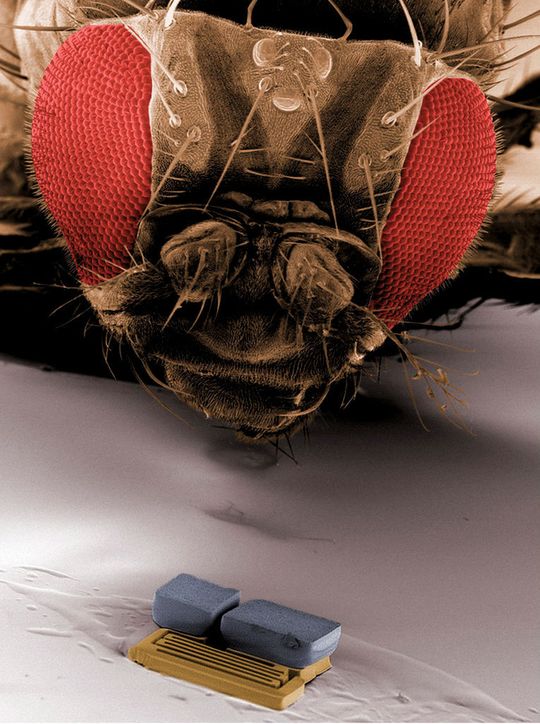Le robot visible au premier plan, qui ne dépasse pas un tiers de millimètre, permettrait peut-être d'opérer même une mouche. (Image: ETH Zürich - FNS) Le robot visible au premier plan, qui ne dépasse pas un tiers de millimètre, permettrait peut-être d'opérer même une mouche. (Image: ETH Zürich - FNS)