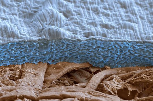 Ecovio FS Paper is a biodegradable plastic suitable for manufacturing coatings both for cardboard and biodegradable films for food packaging. (Magnification 1000:1 at 12 cm in width). (Picture: BASF) Ecovio FS Paper is a biodegradable plastic suitable for manufacturing coatings both for cardboard and biodegradable films for food packaging. (Magnification 1000:1 at 12 cm in width). (Picture: BASF)