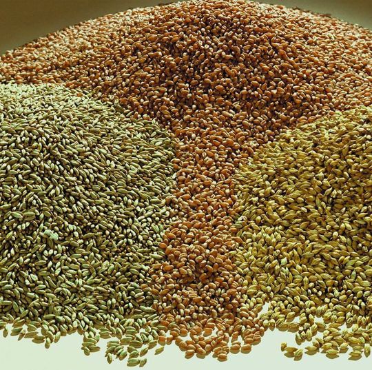 Keimfreies Saatgut aus dem Fraunhofer FEP Sterilisations-Prozess. (Bild: Fraunhofer FEP)