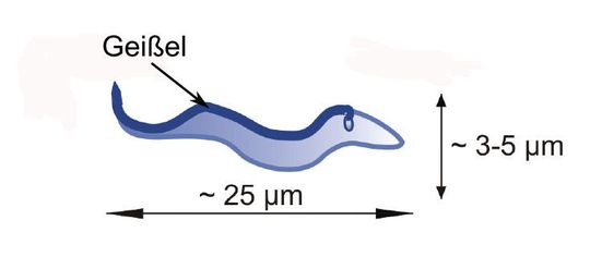 Bei den einzelligen Trypanosomen ist die Geissel auf der gesamten Länge der Zelle mit ihr verbunden. (Bild: MPIDS) Bei den einzelligen Trypanosomen ist die Geissel auf der gesamten Länge der Zelle mit ihr verbunden. (Bild: MPIDS)