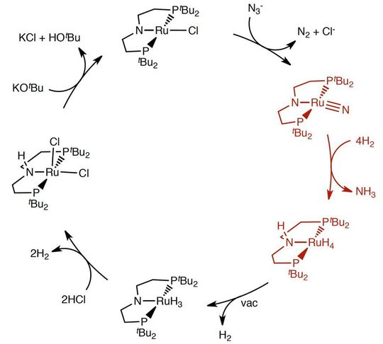 Reaktionsschema der Ammoniaksynthese (Bild: Goethe-Universität Frankfurt) Reaktionsschema der Ammoniaksynthese (Bild: Goethe-Universität Frankfurt)