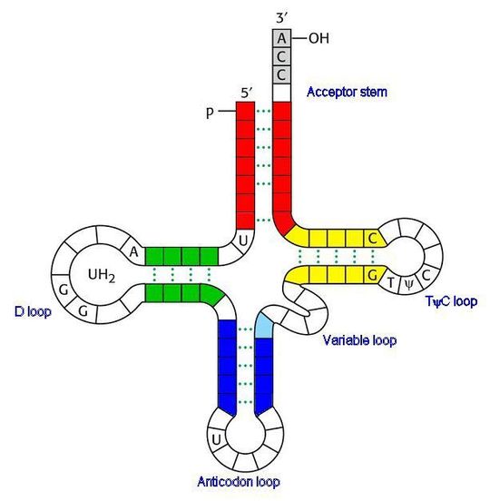 Nach der RNA-Welt-Hypothese geht das Leben auf der Erde von Ribonukleinsäuren (RNA) aus. Im Bild: Struktur der tRNA. (Quelle: library.thinkquest.org) Nach der RNA-Welt-Hypothese geht das Leben auf der Erde von Ribonukleinsäuren (RNA) aus. Im Bild: Struktur der tRNA. (Quelle: library.thinkquest.org)