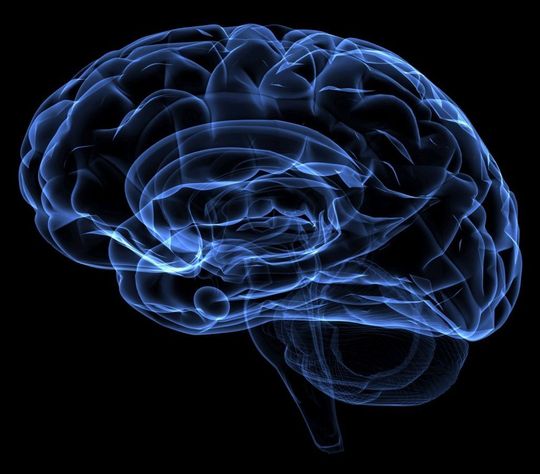 Einem Mechanismus wie das Gehirn Informationen für kurze Zeit speichert, sind Forscher jetzt auf die Spur gekommen. (Bildquelle: neuro-programmer.de)