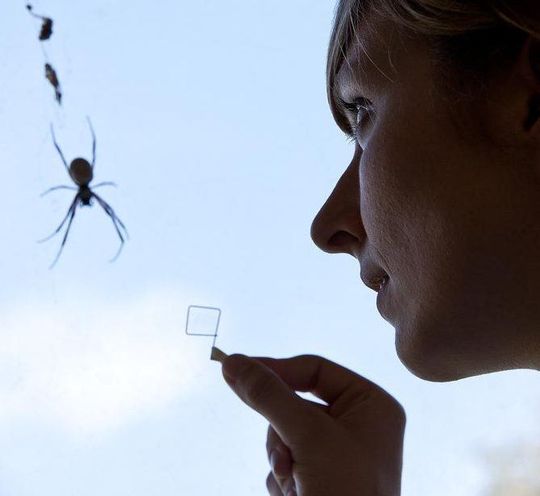 Hanna Wendt, die den kleinen Rahmen hält, auf den sie Seide der Goldenen Radnetzspinne, die im Hintergrund zu sehen ist, aufgespult hat. (Bild: MHH/Kaiser) Hanna Wendt, die den kleinen Rahmen hält, auf den sie Seide der Goldenen Radnetzspinne, die im Hintergrund zu sehen ist, aufgespult hat. (Bild: MHH/Kaiser)