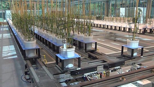 Die Pflanzen werden im Treibhaus einzeln auf speziellen Werkstückträgern nicht nur einzeln gelagert, sondern auch mittels eines industriellen Fördersystems von ihrem Lagerplatz in regelmäßigen Abständen zur Bewässerung und zur Bewertung transportiert. Die Pflanzen werden im Treibhaus einzeln auf speziellen Werkstückträgern nicht nur einzeln gelagert, sondern auch mittels eines industriellen Fördersystems von ihrem Lagerplatz in regelmäßigen Abständen zur Bewässerung und zur Bewertung transportiert.