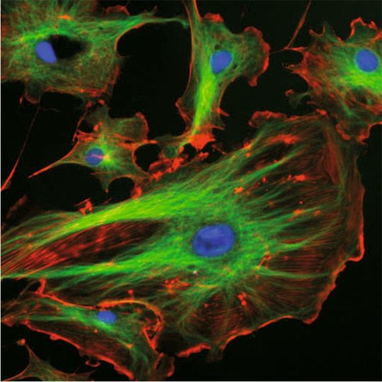 Abb. 1: Fluoreszenzmikroskopische Aufnahme einer Zelle. (Bild: wikipedia.org) Abb. 1: Fluoreszenzmikroskopische Aufnahme einer Zelle. (Bild: wikipedia.org)